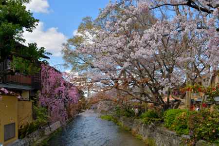 祇園白川（2022年4月4日）Scene7