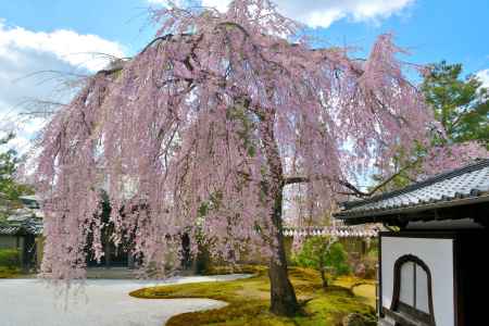 高台寺（2022年4月4日）Scene2