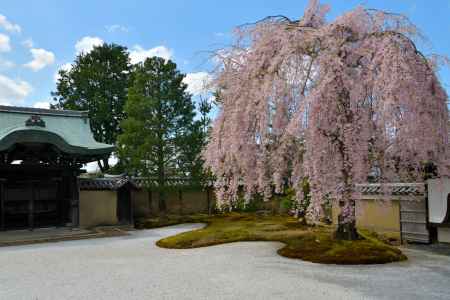 高台寺（2022年4月4日）Scene3
