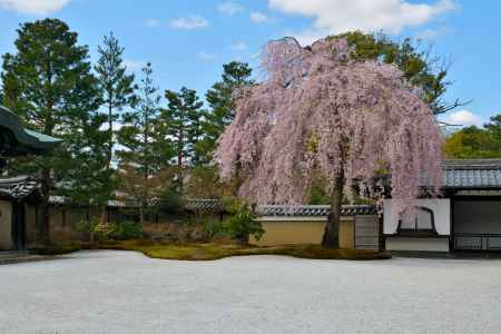 高台寺（2022年4月4日）Scene4