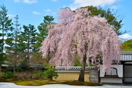 高台寺（2022年4月4日）Scene5