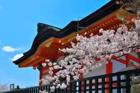 清水寺（2022年4月4日） Scene4