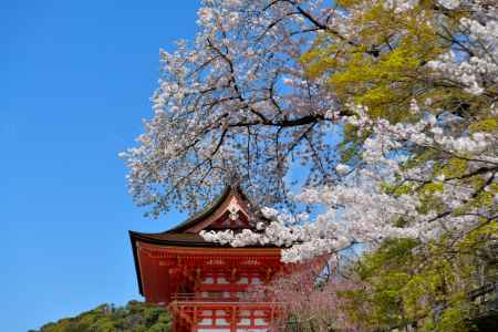 清水寺（2022年4月4日） Scene9