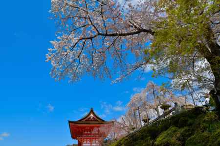 清水寺（2022年4月4日） Scene10