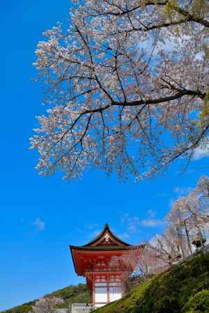 清水寺（2022年4月4日）Scene11