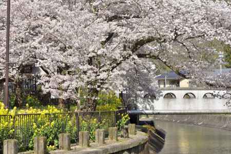 山科疎水（2022年4月5日）Scene5