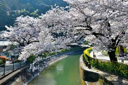 山科疎水（2022年4月5日）Scene8