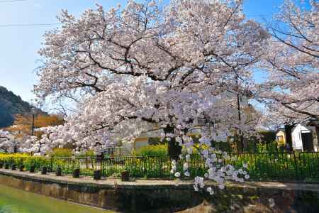 山科疎水（2022年4月5日）Scene17