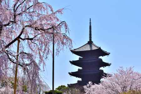 東寺（2022年4月5日）Scene1