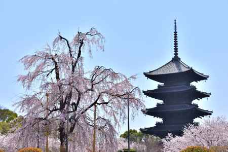 東寺（2022年4月5日）Scene2