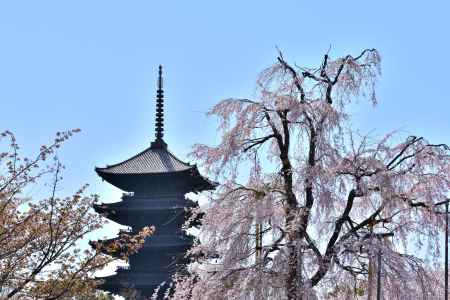 東寺（2022年4月5日）Scene3
