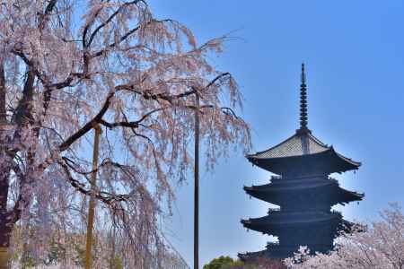 東寺（2022年4月5日）Scene4