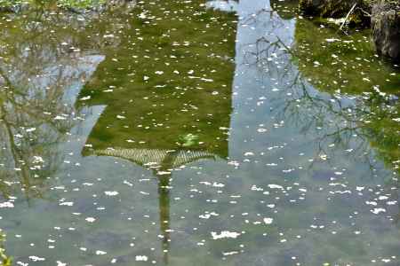 東寺（2022年4月5日）Scene5