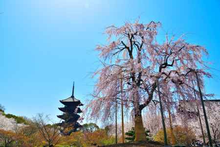 東寺（2022年4月5日）Scene6
