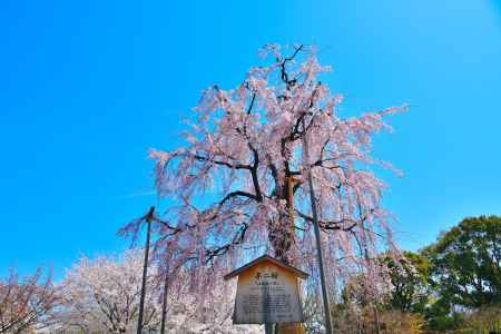 東寺（2022年4月5日）Scene7