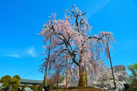 東寺（2022年4月5日）Scene8