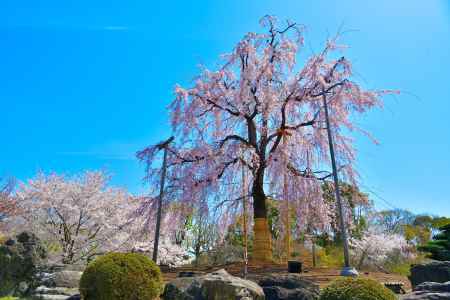 東寺（2022年4月5日）Scene9