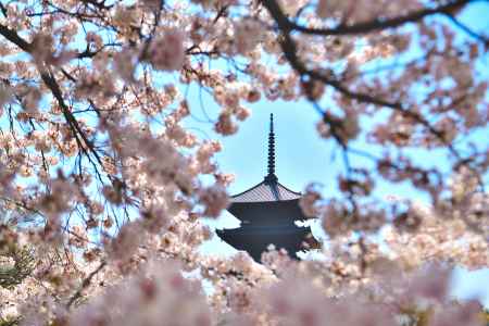 東寺（2022年4月5日）Scene10