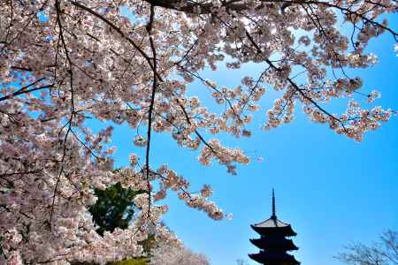 東寺（2022年4月5日）Scene11