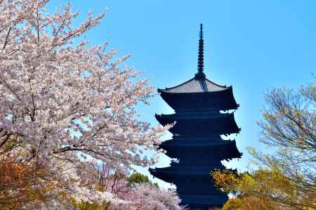 東寺（2022年4月5日）Scene12