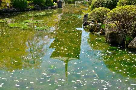 東寺（2022年4月5日）Scene13
