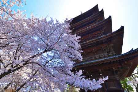 東寺（2022年4月5日）Scene15