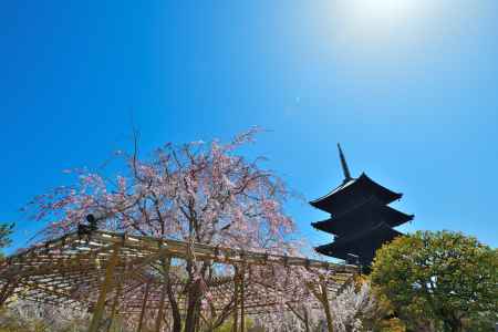 東寺（2022年4月5日）Scene18
