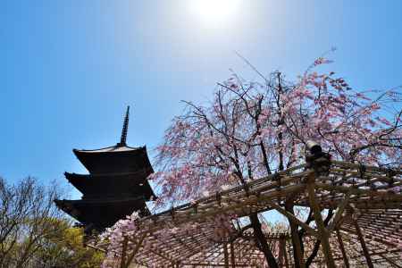 東寺（2022年4月5日）Scene19