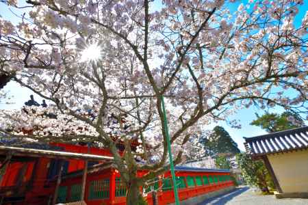 毘沙門堂（2022年4月5日）Scene1