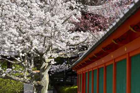 毘沙門堂（2022年4月5日）Scene2