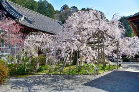 毘沙門堂（2022年4月5日）Scene6
