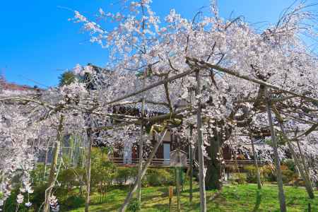 毘沙門堂（2022年4月5日）Scene7