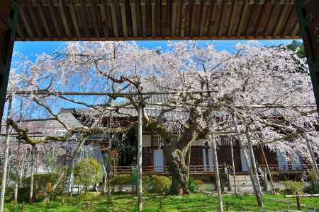 毘沙門堂（2022年4月5日）Scene9