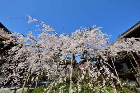 毘沙門堂（2022年4月5日）Scene12