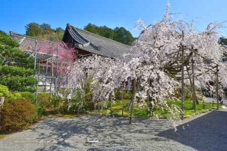 毘沙門堂（2022年4月5日）Scene14