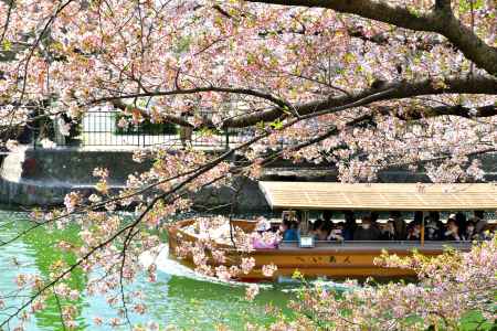 岡崎疎水（2022年4月7日）Scene6