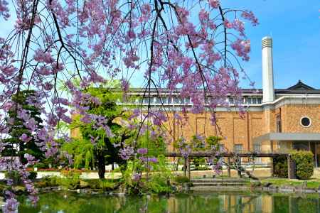 岡崎疎水（2022年4月7日）Scene8