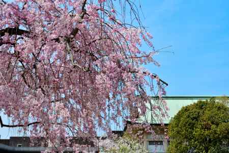 平安神宮（2022年4月7日）Scene5