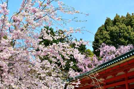 平安神宮神苑（2022年4月7日）Scene15