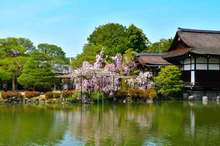 平安神宮神苑（2022年4月7日）Scene20