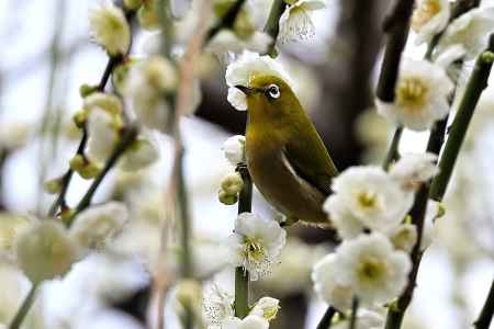 城南宮　枝垂れ梅　Scene1