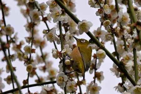 城南宮　枝垂れ梅　Scene２