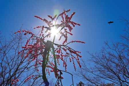 城南宮　枝垂れ梅　Scene３