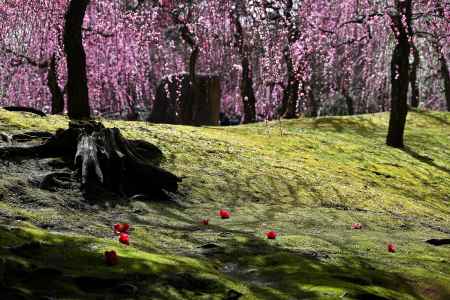 城南宮　枝垂れ梅　Scene４