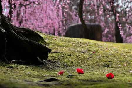 城南宮　枝垂れ梅　Scene５