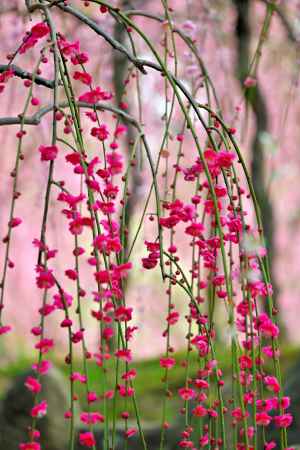 城南宮　枝垂れ梅　Scene７