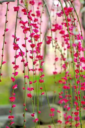 城南宮　枝垂れ梅　Scene８