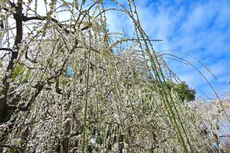 城南宮　枝垂れ梅　Scene９