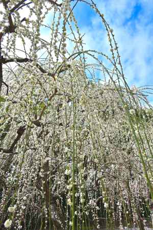 城南宮　枝垂れ梅　Scene10