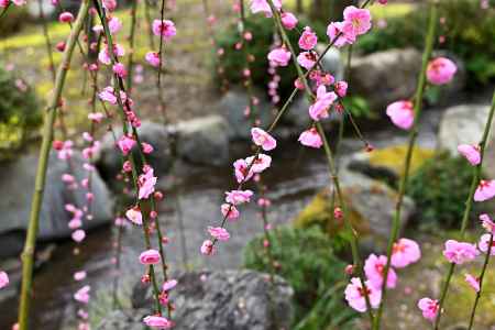 城南宮　枝垂れ梅　Scene11